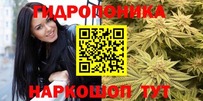 стаф Можга